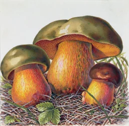 Study of Fungus
